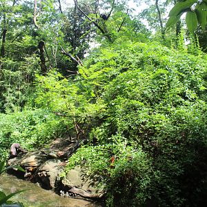 Aug. 2016 - Jungle Trails - Mueller's Gibbon Exhibit