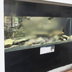Aug. 2016 - Reptile House - New Hellbender Exhibit