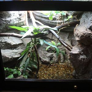 Aug. 2016 - Manatee Springs - Green Basilisk Exhibit