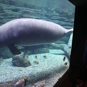 Aug. 2016 - Manatee Springs - Betsy