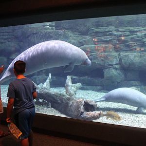 Aug. 2016 - Manatee Springs - Manatee Tank - First Viewing