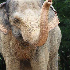 Aug. 2016 - Elephant Reserve - Schottzie