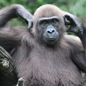 Aug. 2016 - Gorilla World - Gladys