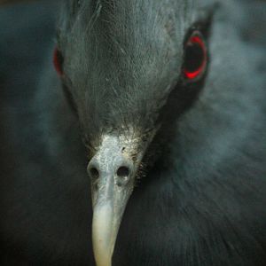 Aug. 2016 - Wings of the World - Victoria Crowned Pigeon