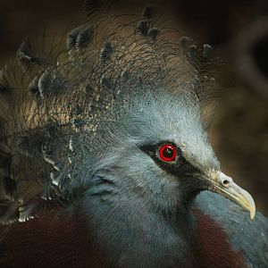 Aug. 2016 - Wings of the World - Victoria Crowned Pigeon
