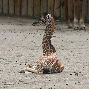Aug. 2016 - Giraffe Ridge - Baby Cora