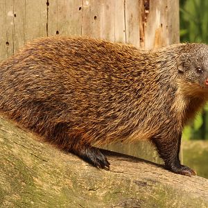 Gambian mongoose, Zlin Zoo, July 2016