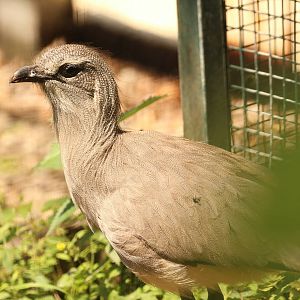 Black-legged seriema, Zlin Zoo, July 2016