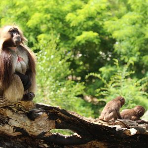 Geladas, Zlin Zoo, July 2016