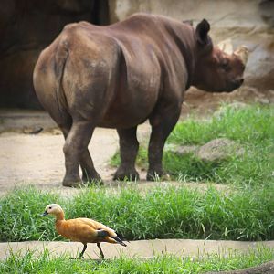 Aug. 2016 - Rhino Reserve - Ruddy Shelduck and Kifaru