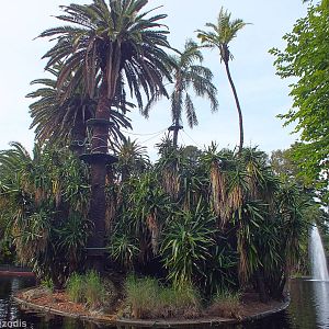 Black-and-white Ruffed Lemur Island