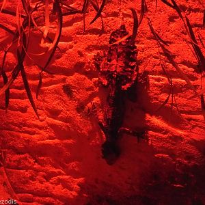 Rough-throated Leaf-tailed Gecko