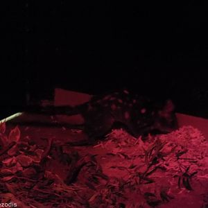 Western Quoll