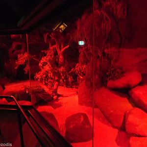 Ghost Bat and Short-eared Rock Wallaby Enclosure