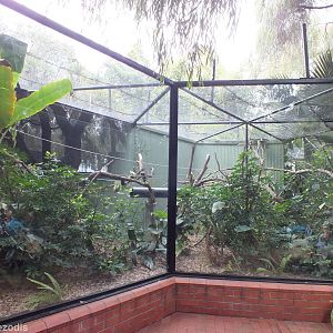 Golden Lion Tamarin Enclosure