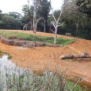 Giraffe and Zebra Enclosure