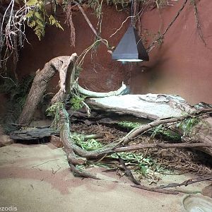 Madagascar Tree Boa Enclosure