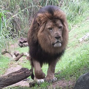 African Lion