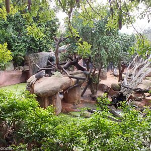 Hamadryas Baboon Enclosure and Sausage Tree