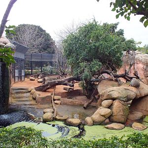 Hamadryas Baboon Enclosure