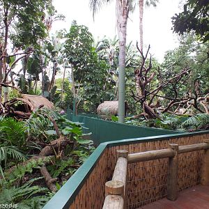 Tree Kangaroo Enclosures