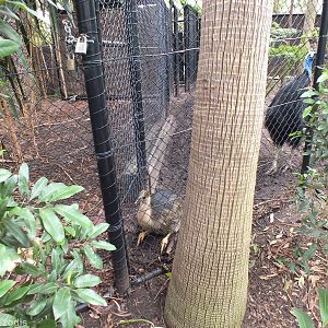 Cassowary Adult and Young