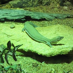 Dampier Peninsula Monitor