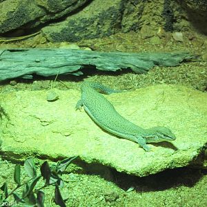 Dampier Peninsula Monitor