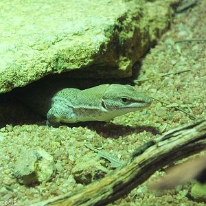 Dampier Peninsula Monitor