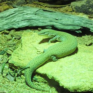 Dampier Peninsula Monitor