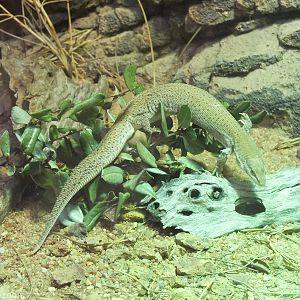 Dampier Peninsula Monitor