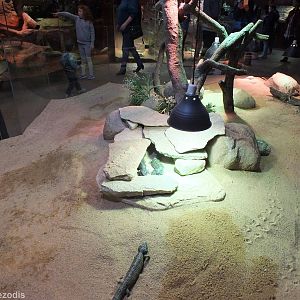 Open-topped Skink Enclosure