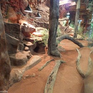 Indoor Perentie Enclosure