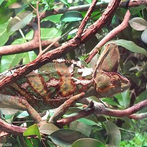 Veiled Chameleon