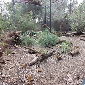 Numbat Enclosure
