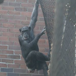 Chimpanzees