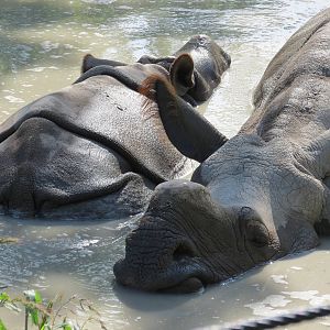 Indian Rhino.