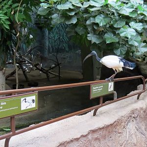 Sacred Ibis