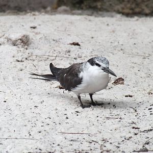 Bridled Tern in Penguin Plunge