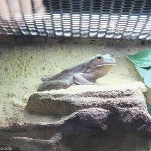 White-lipped Tree-frog