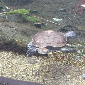 Western Swamp Tortoise