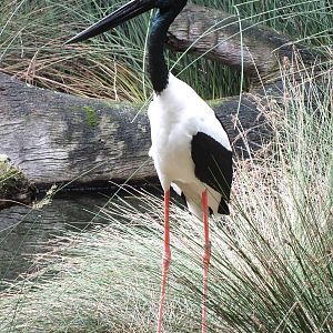 Black-necked Stork