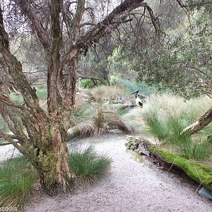 View in Huge Wetlands Aviary