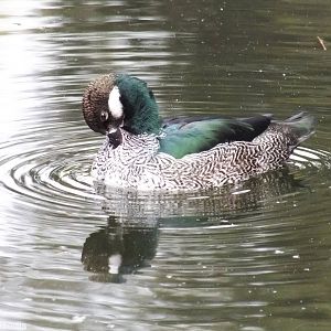Green Pygmy Goose