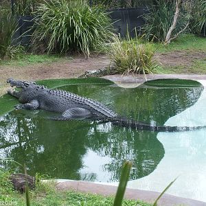Huge Saltwater Crocodile