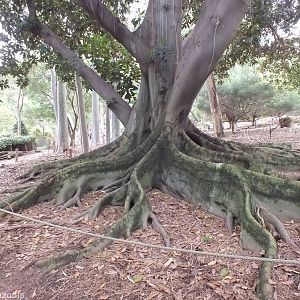 Large Fig in Kangaroo Walkthrough