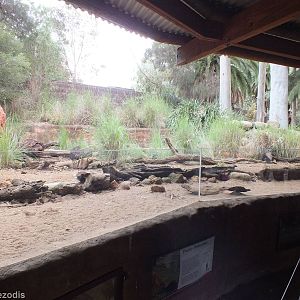Echidna Enclosure