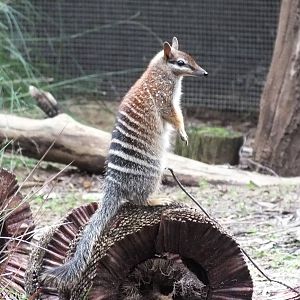 Numbat