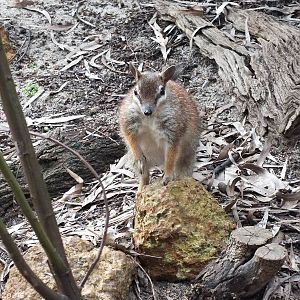 Numbat