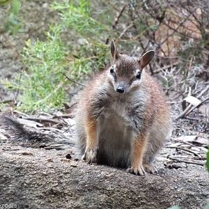 Fluffy Numbat